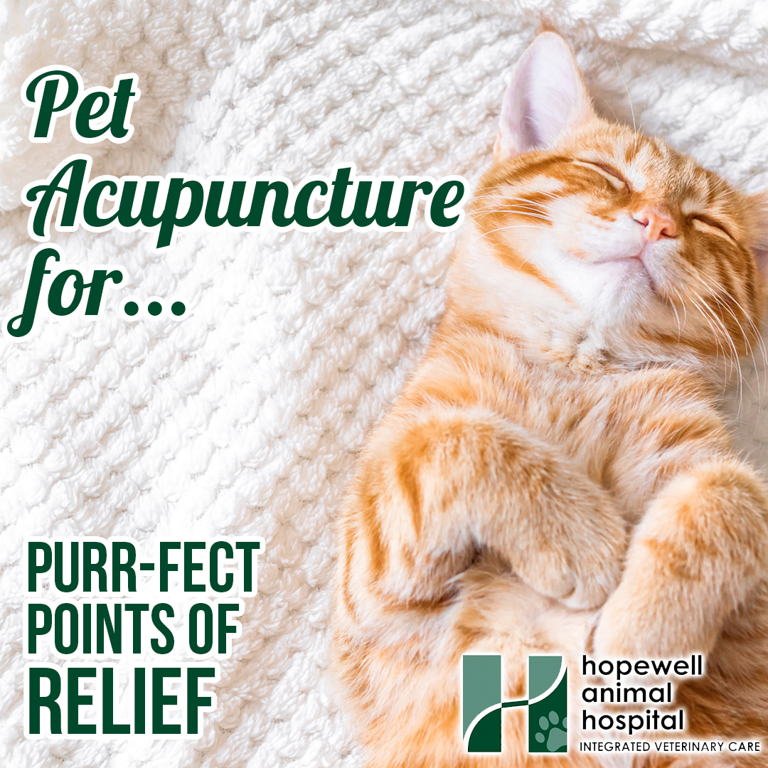 Hopewell Animal Hospital Facebook ad