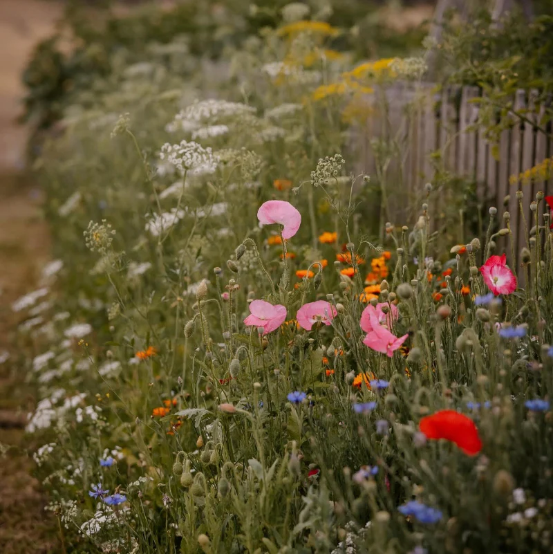 Meadow Flowers Facebook ad: Not sure which seeds to pick for your…