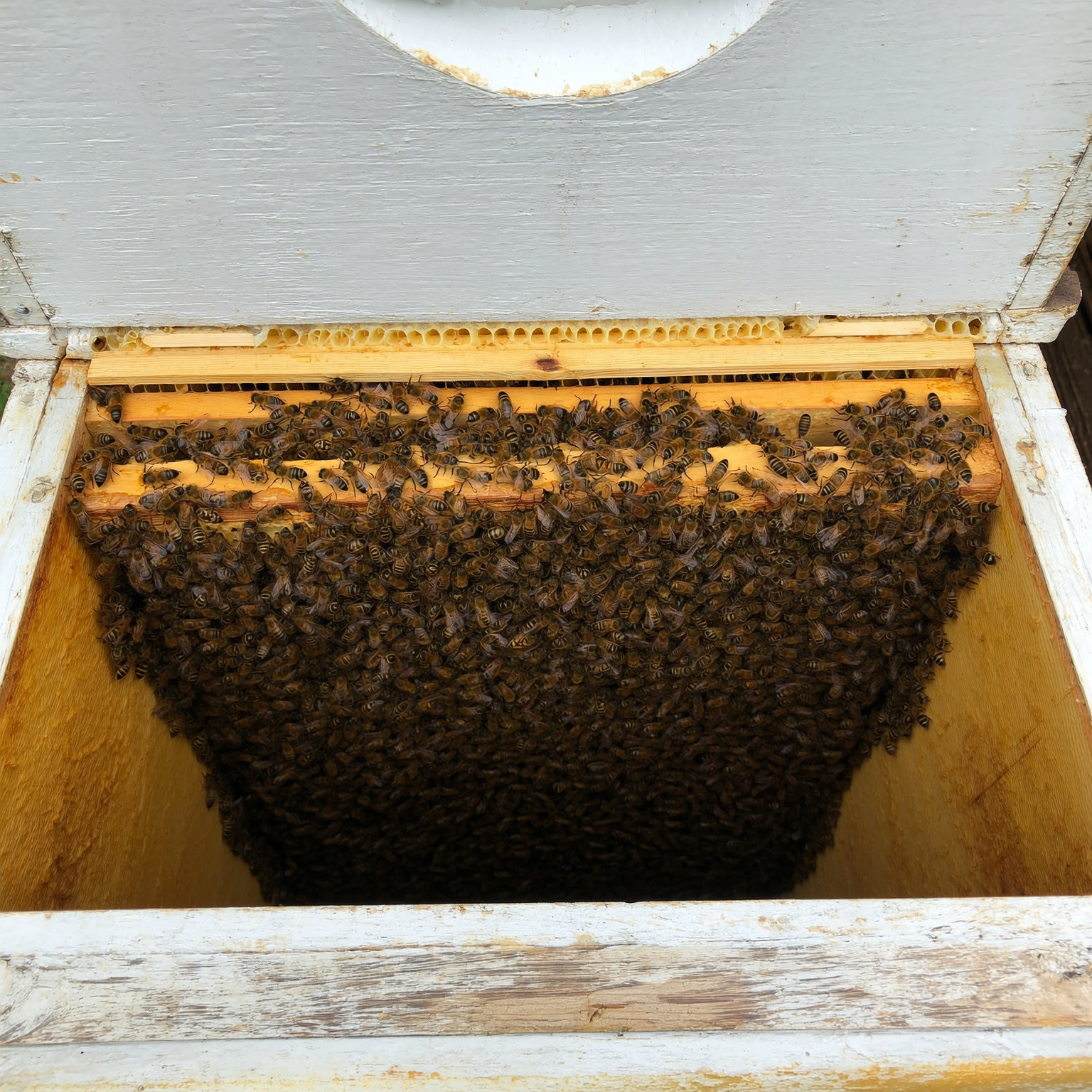 Luke Harris Facebook ad: This tool would have saved 202 hives