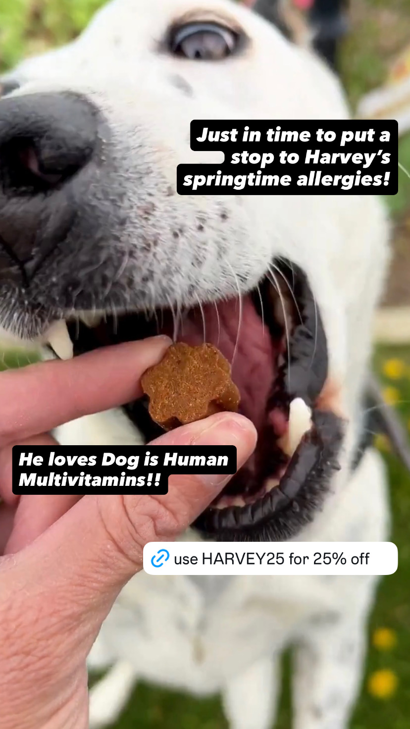 Dog is Human Facebook ad