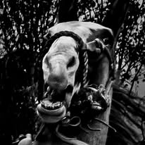 leica_monochrom11