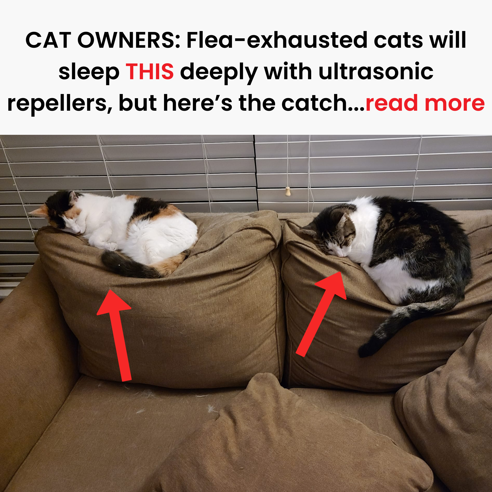 Barbara's Cat Diary Facebook ad