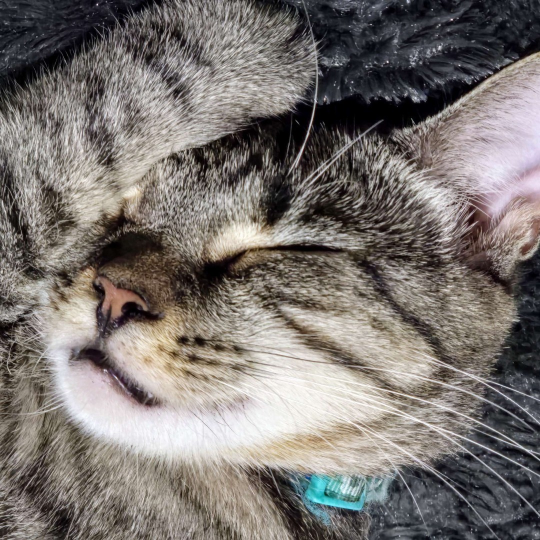 NHV Natural Pet Products Facebook ad: Asthma Kit For Respiratory Support