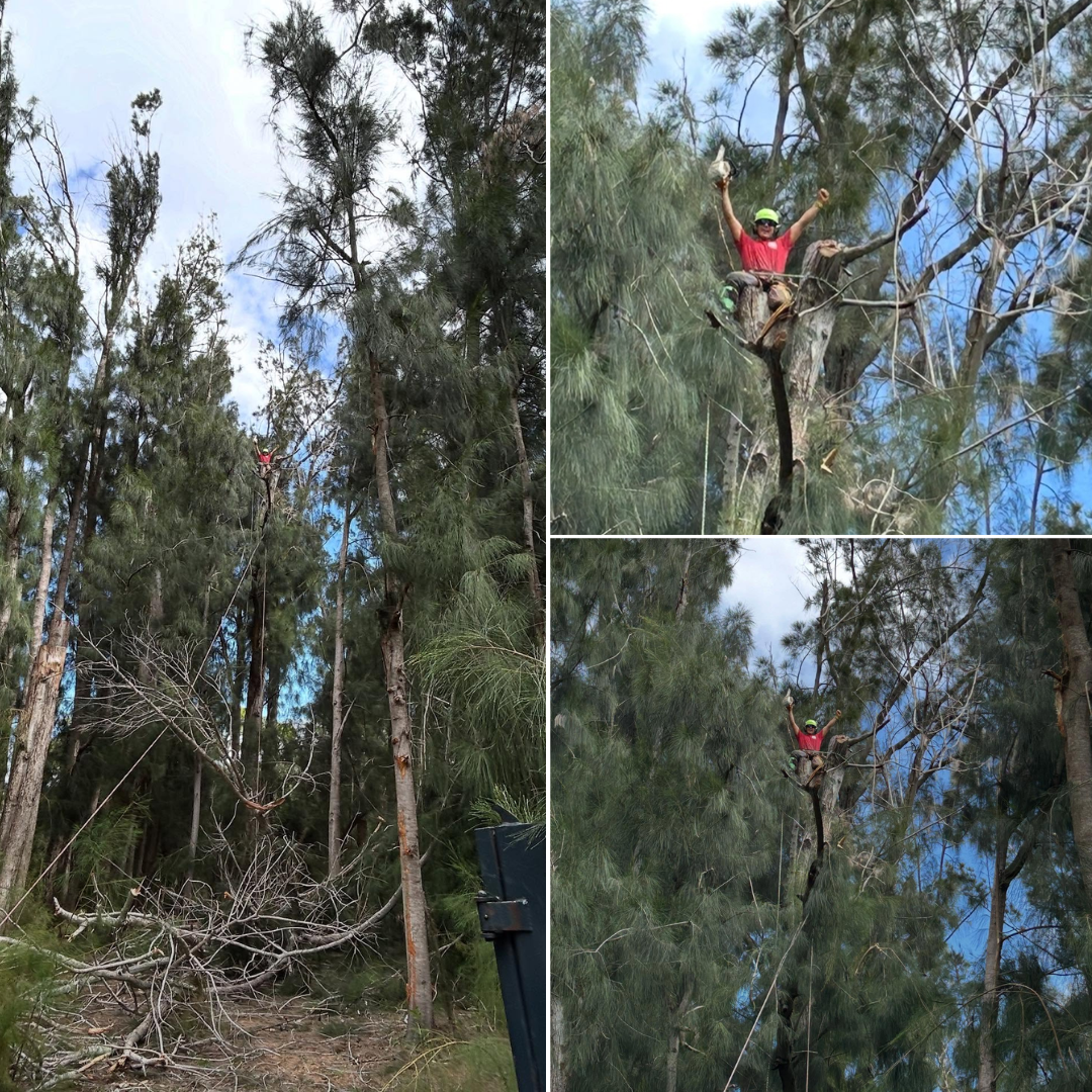 Clear Trax Land Management LLC Facebook ad: Overgrown Trees? We Remove Them