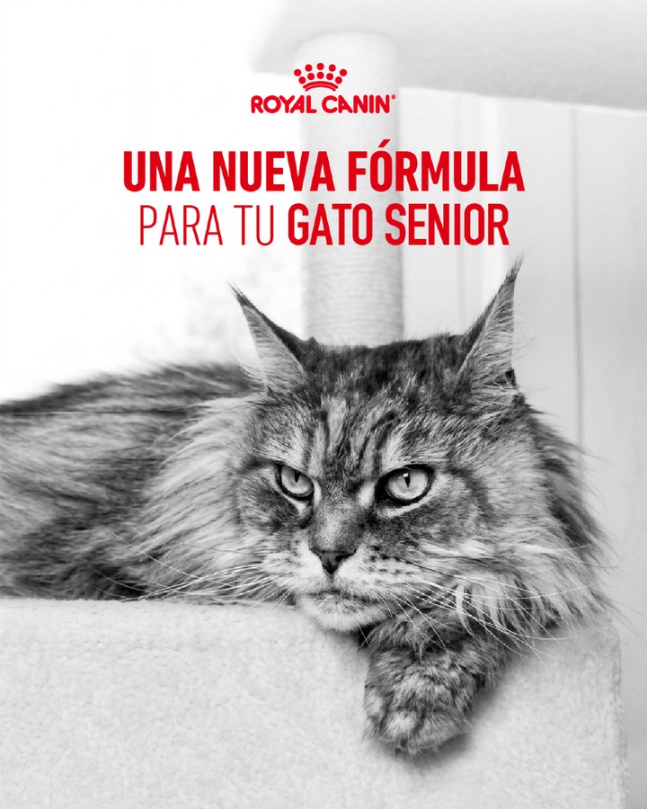 Royal Canin Facebook ad: ¡Ageing 11+ ya está disponible en Chile!