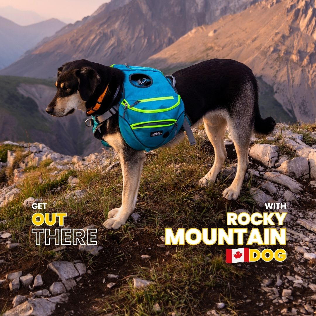 Rockymountaindog Facebook ad: Walks shouldn’t feel like a tug-of-war, tangled mess…