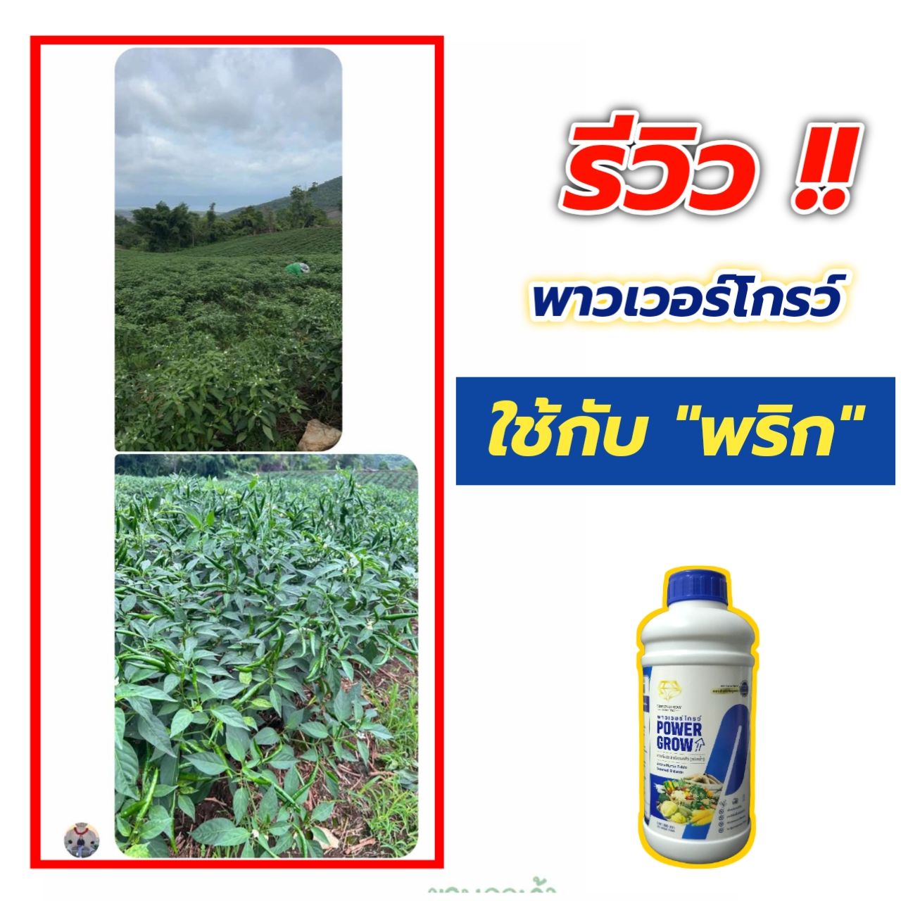 สุดยอดปุ๋ยน้ำ ฮอร์โมนพืช พาวเวอร์โกรว์ เพจ บริษัท V.4 Facebook ad: พาวเวอร์โกรว์ เป็นเหตุ พริกสวย ดก มากๆๆ