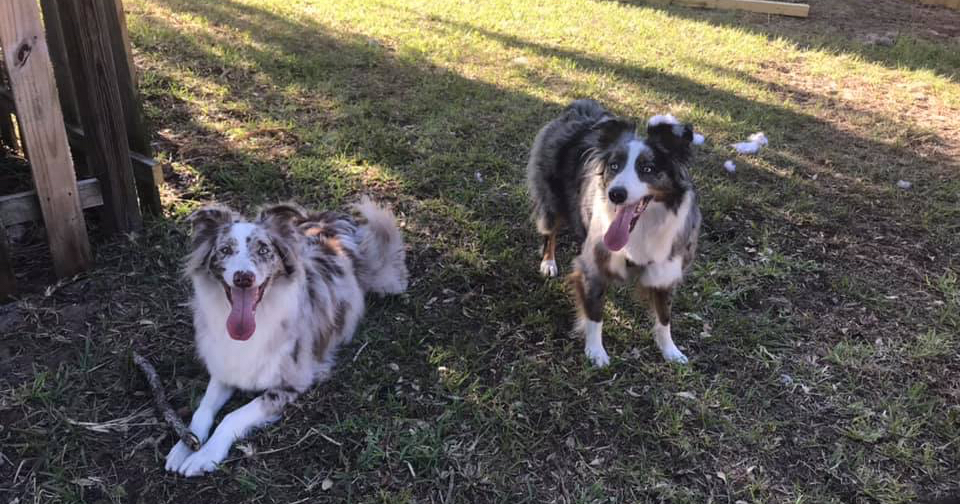 Pixie Paws - The happy dog service Facebook ad: Cage free, stress free home environment pet boarding!