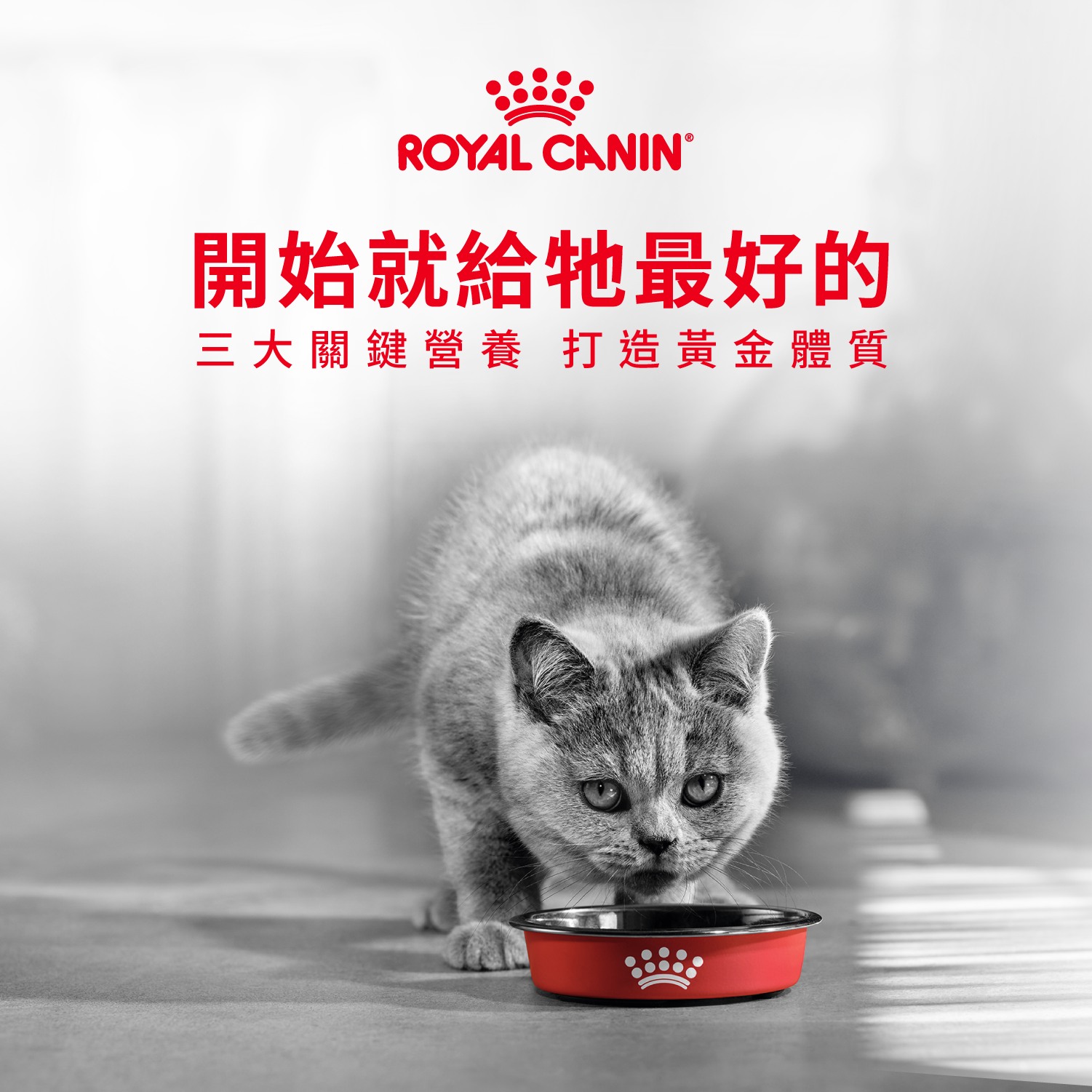 Royal Canin TW Facebook ad: 法國皇家來迎新囉！