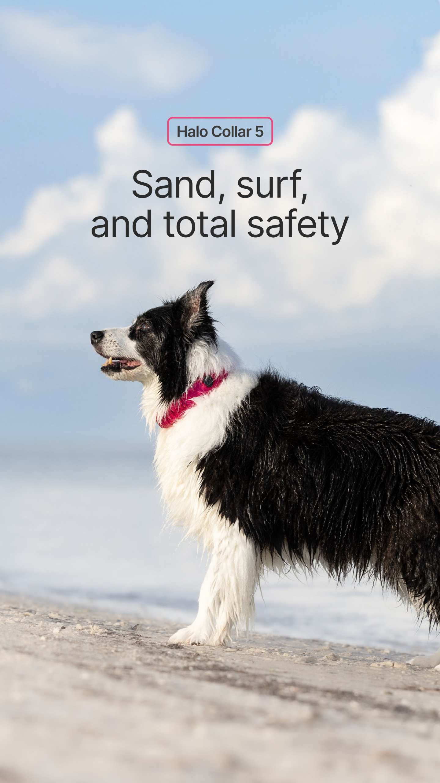 Halo Collar Facebook ad