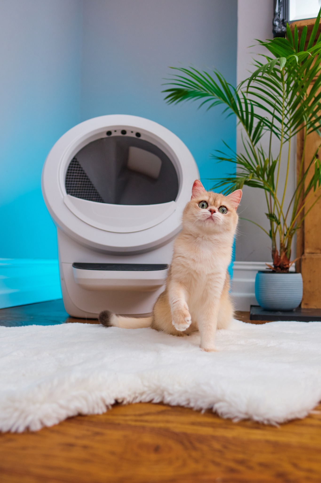 Litter-Robot by Whisker Facebook ad