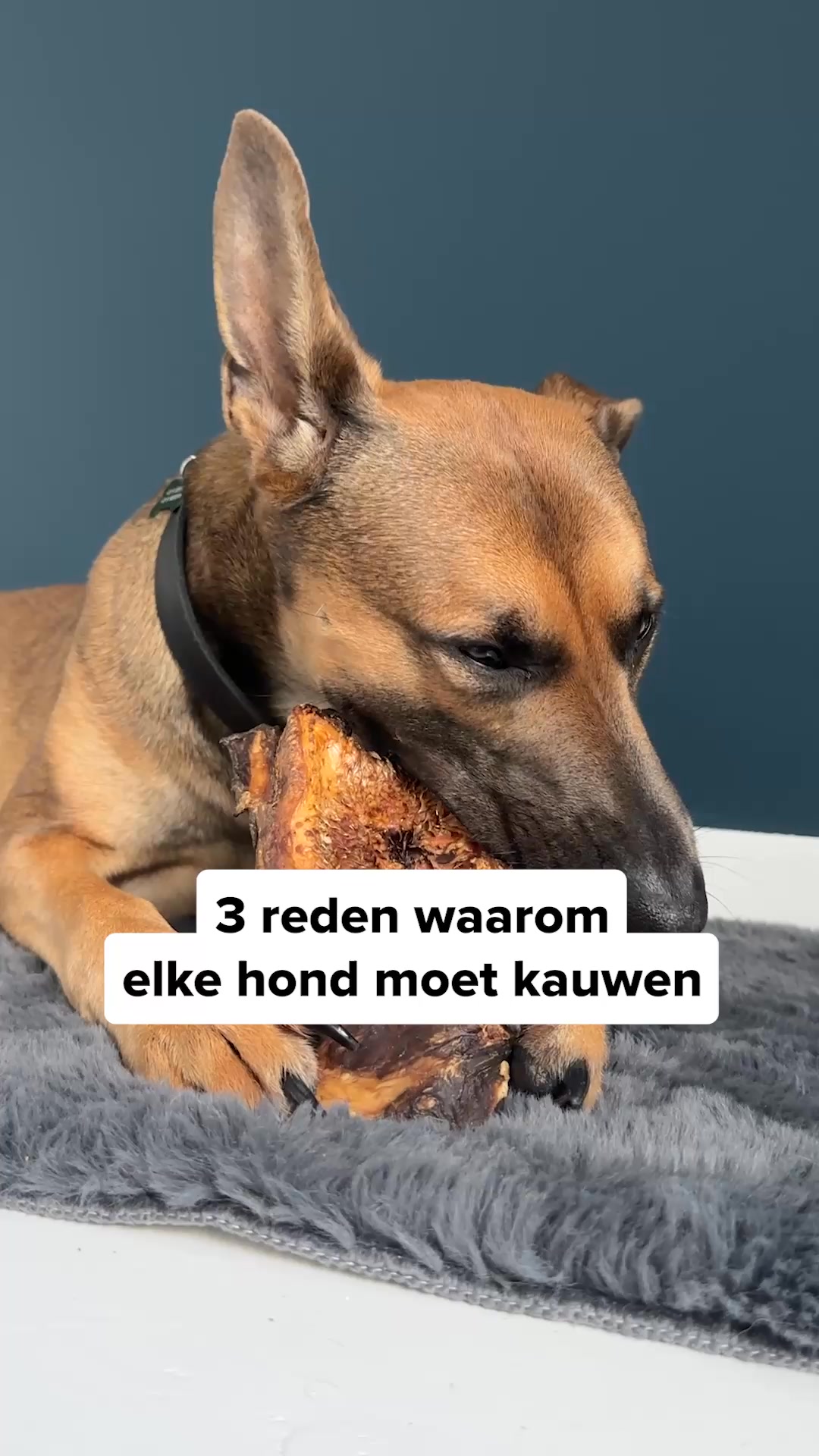 Bellobox Facebook ad: Ontdek de snackbox voor jouw hond