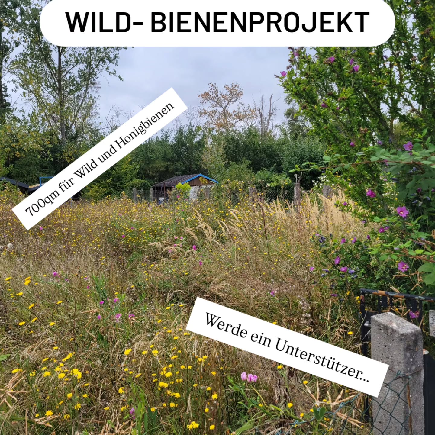 derbienenhirsch Facebook ad: 700 qm für den Bien, Ich baue ein…