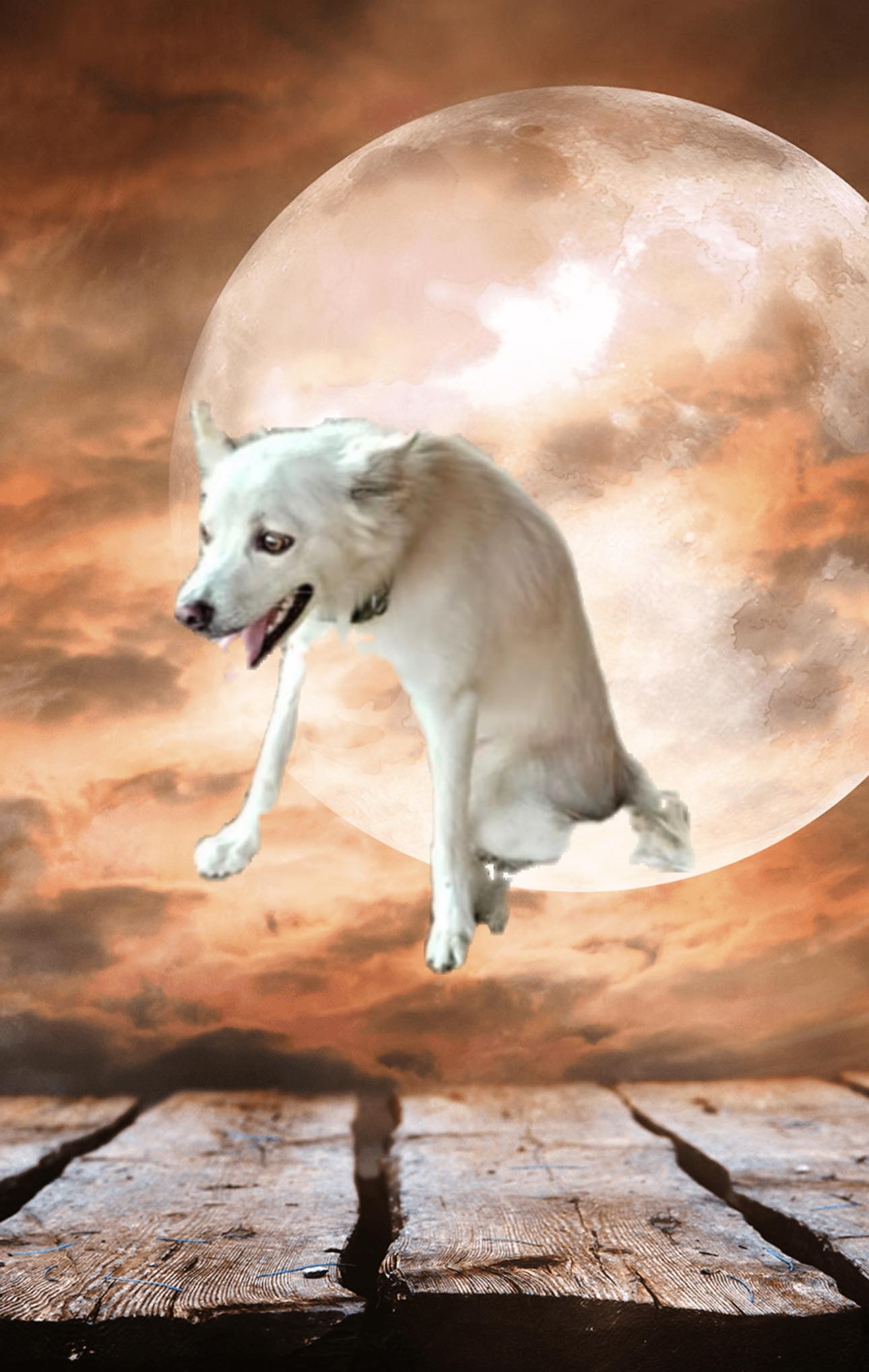 Four paws rescuers Facebook ad