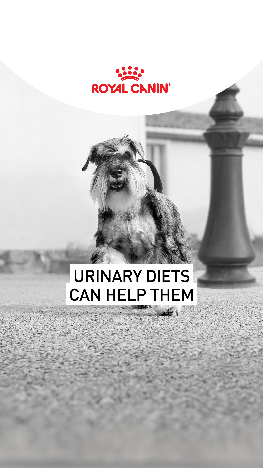 Royal Canin Facebook ad