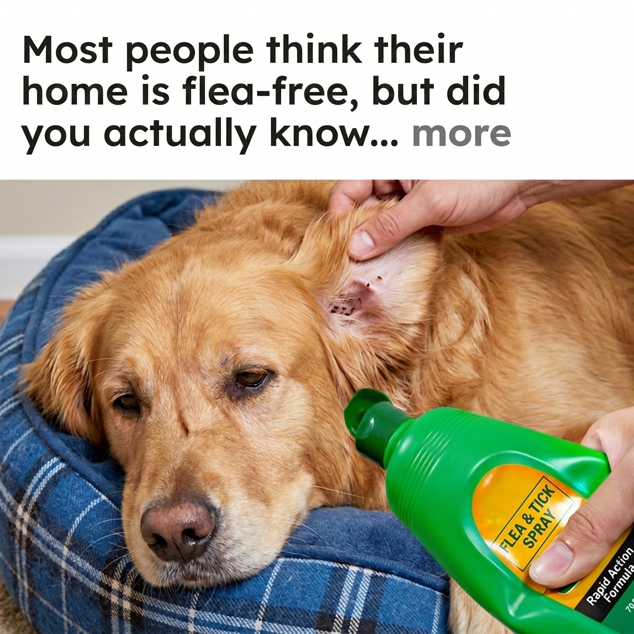 We Hate Pests Facebook ad