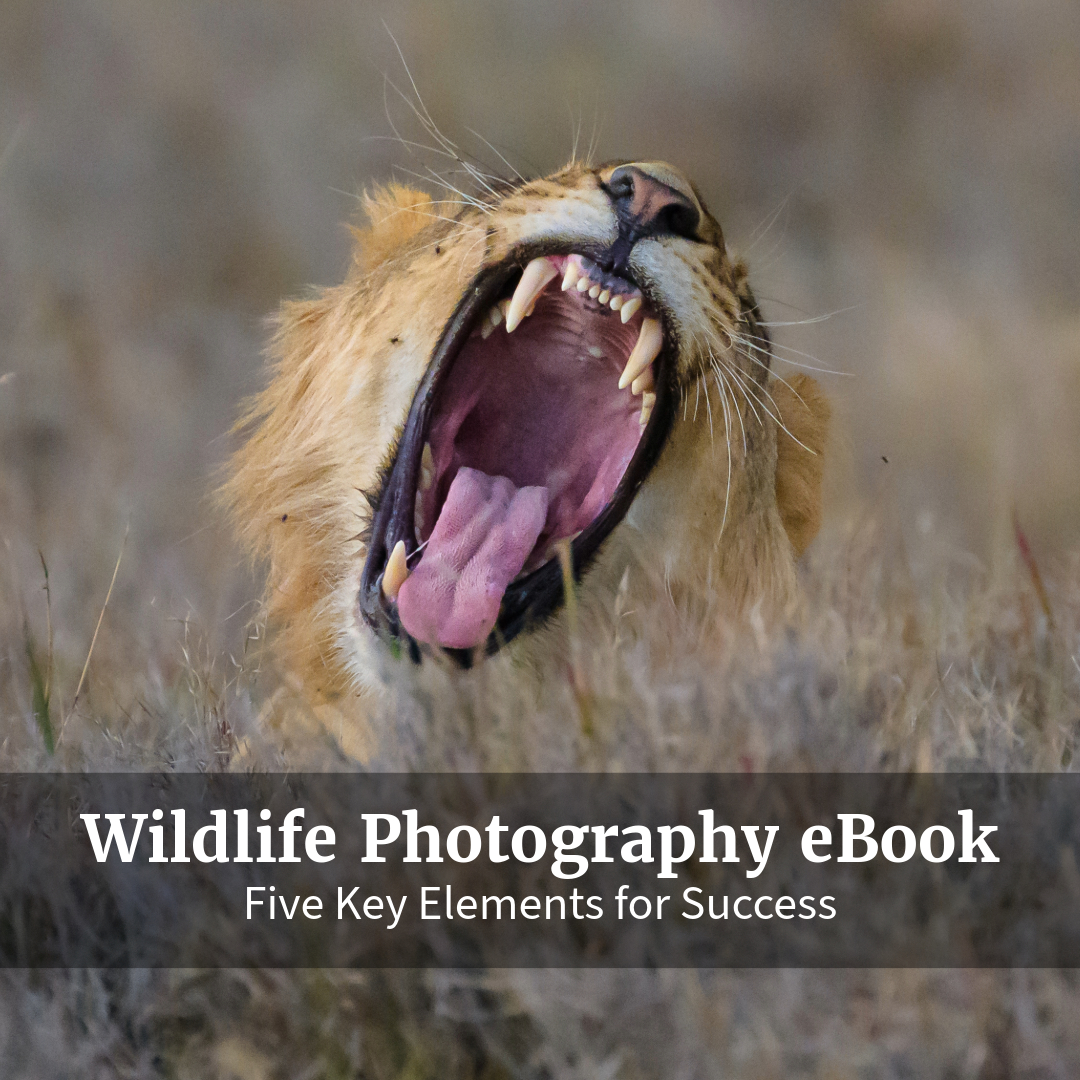 Akari Photo Tours Facebook ad: Free eBook - Wildlife Photography
