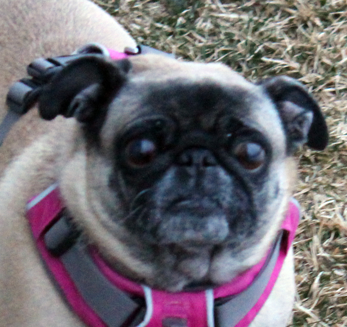 Lonsdale Grove, A Boutique Style Pet Hotel for dogs under 30 lbs and cats. Facebook ad