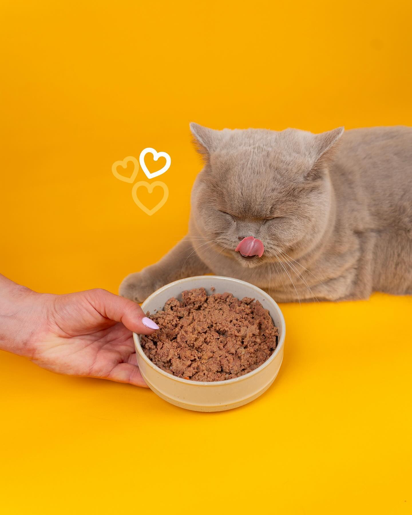 Cat Chef Facebook ad