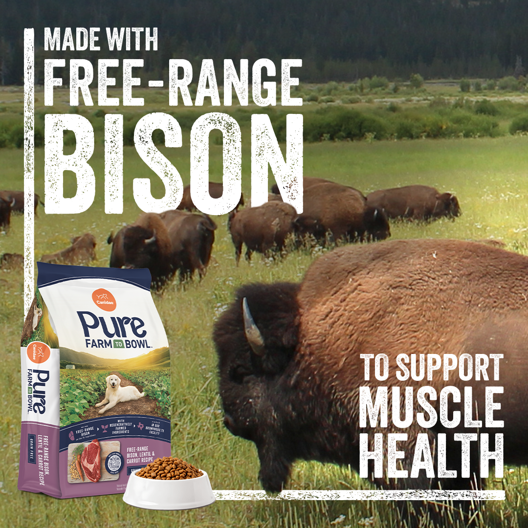 Canidae Pet Food Facebook ad: Protein-Rich Free-Range Bison