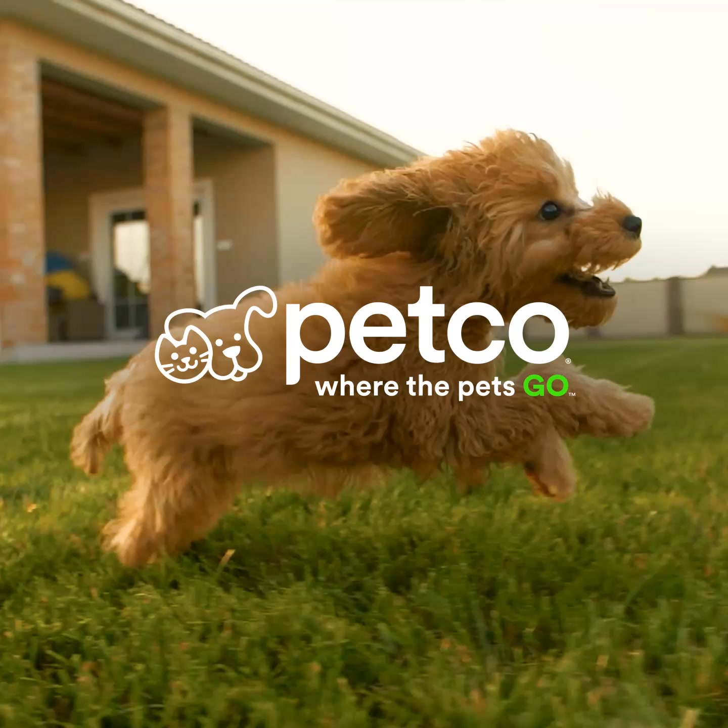 Petco Facebook ad: Save on flea and tick care