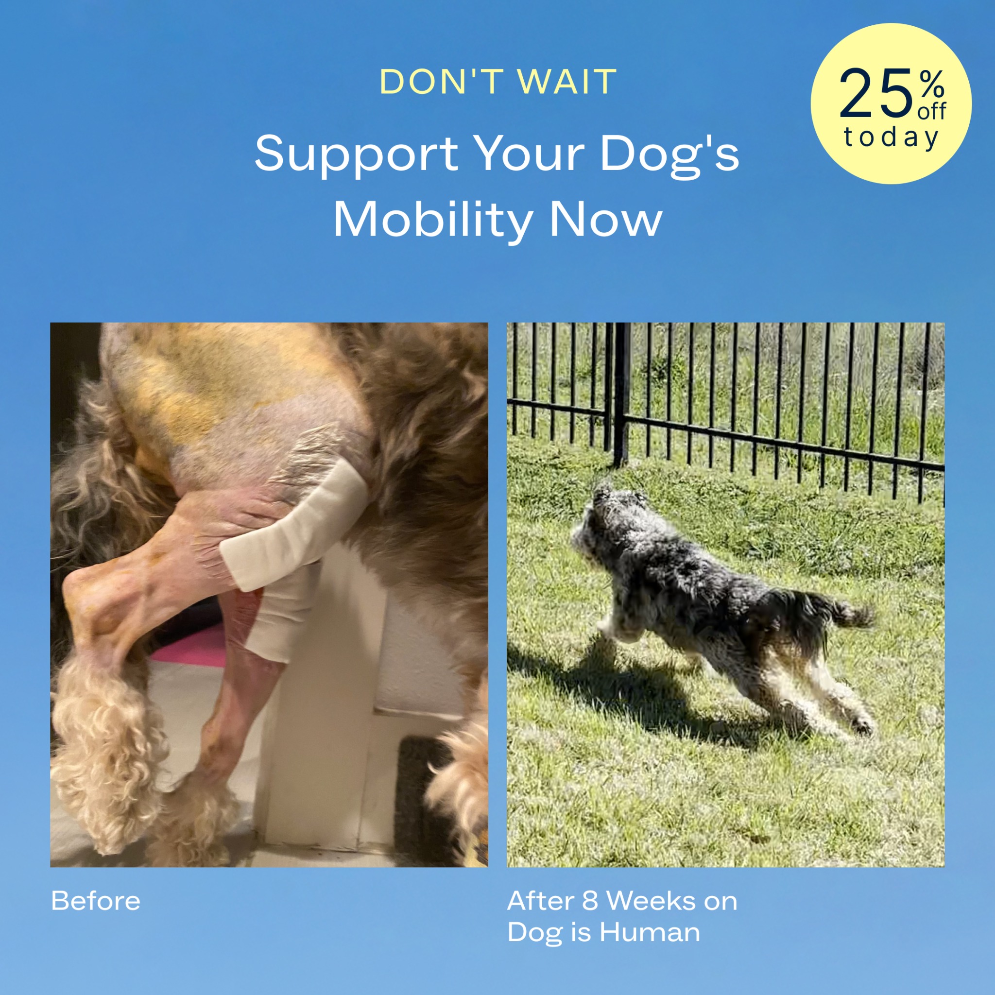 Dog is Human Facebook ad