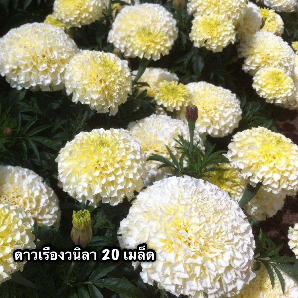 เมล็ดดอกไม้ คุณภาพดี ราคาปลีก-ส่ง Facebook ad: ปลูกง่าย ดอกใหญ่ สีสวยไม่ซ้ำใคร