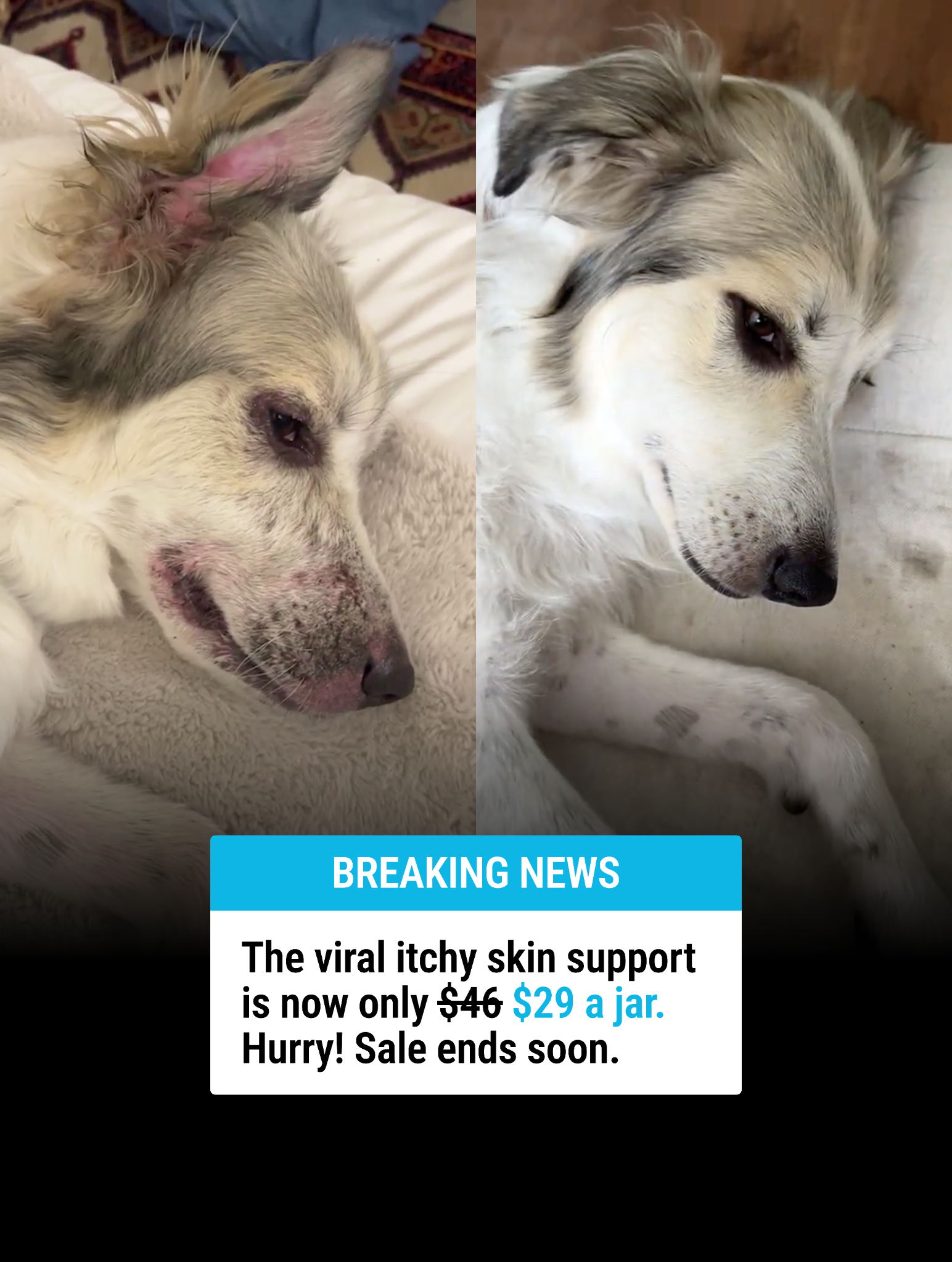 Dog is Human Facebook ad
