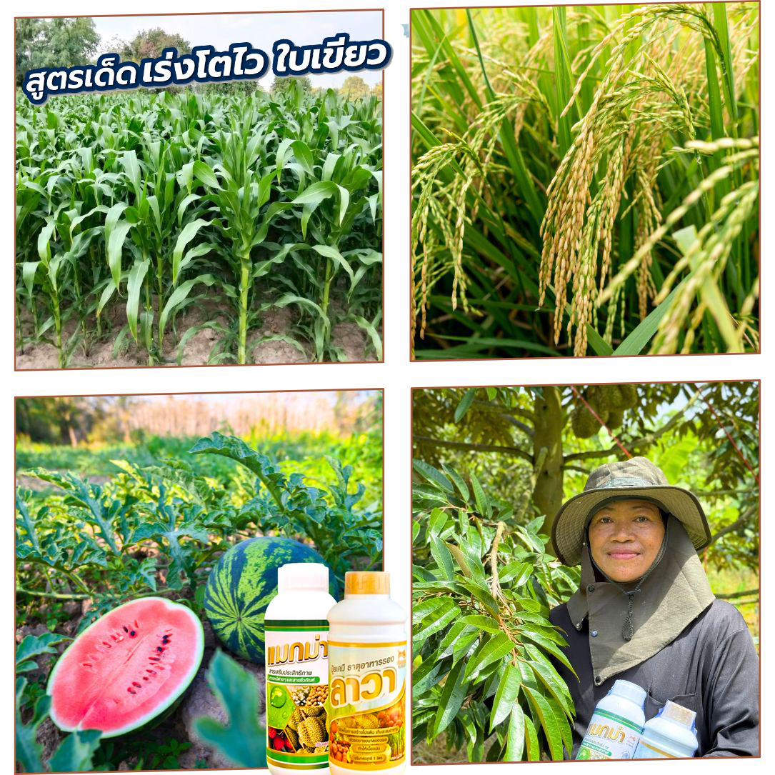 แมกม่าและลาวา สินค้าเกษตร 095 4428383 Facebook ad: แมกม่าลาวา เร่งโต ใบเขียว เพิ่มผลผลิต