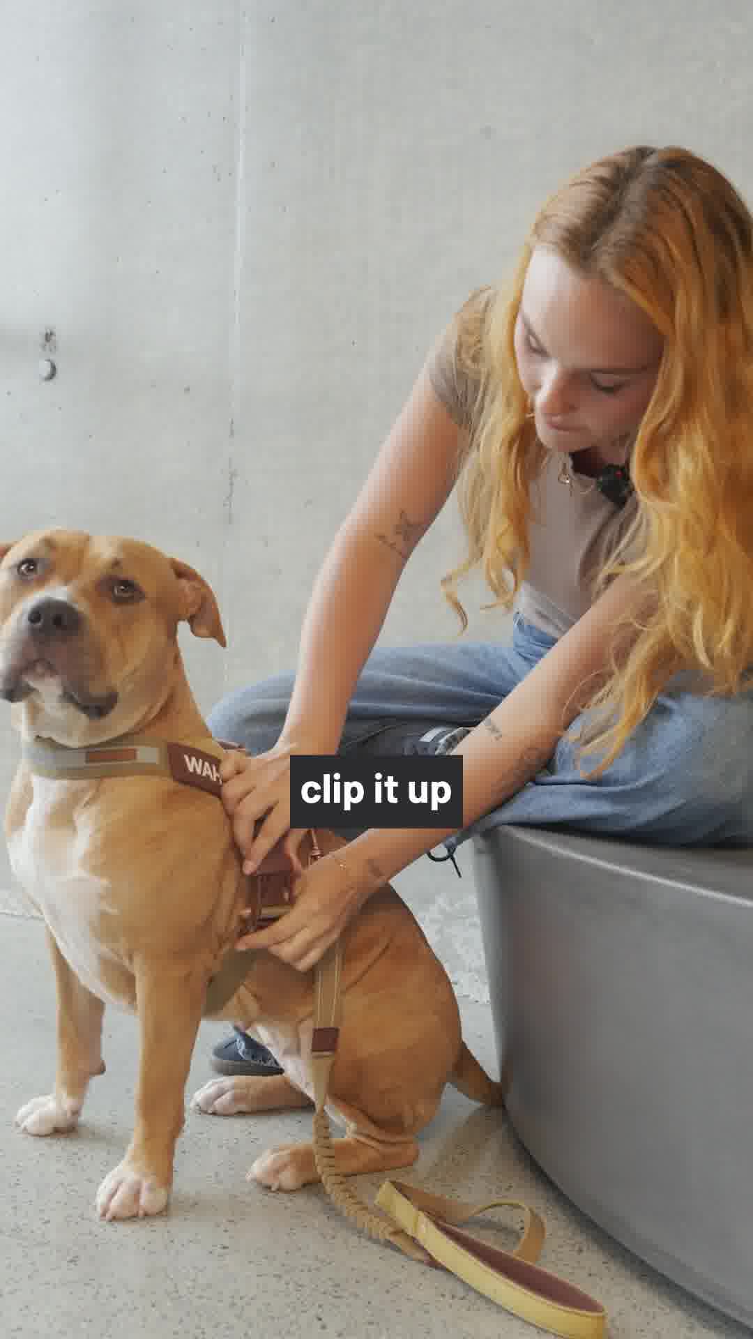 EzyDog Facebook ad from Jan 22, 2026