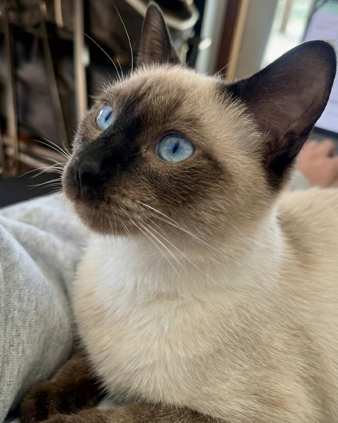 North Valley Animal Rescue Facebook ad