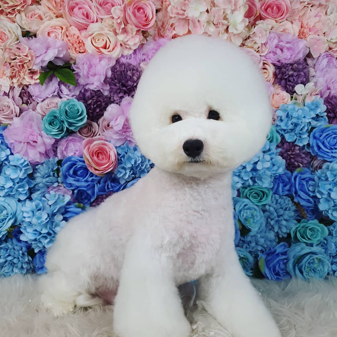 June's Pet house Facebook ad