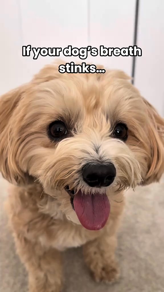 olliepopmaltipoo Facebook ad: Fresh Breath in 7 Days, 45% Off PupGum