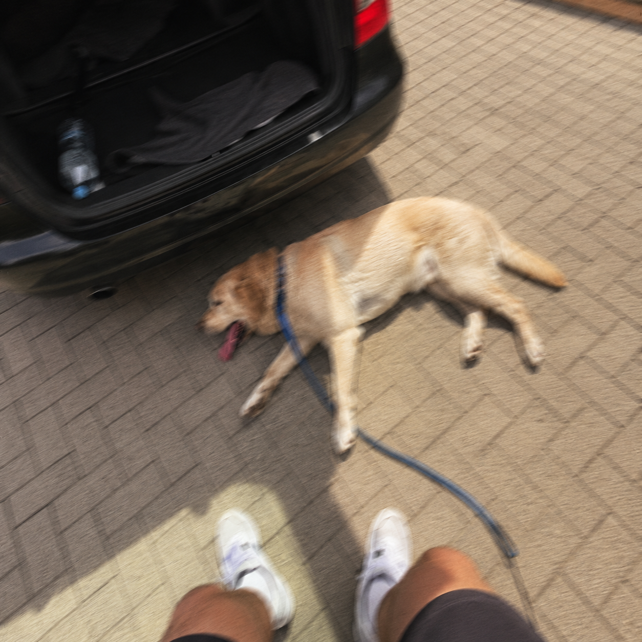 Tierrettung Helmstedt Einsatzberichte Facebook ad: Wenn du einen Hund hast, lies das
