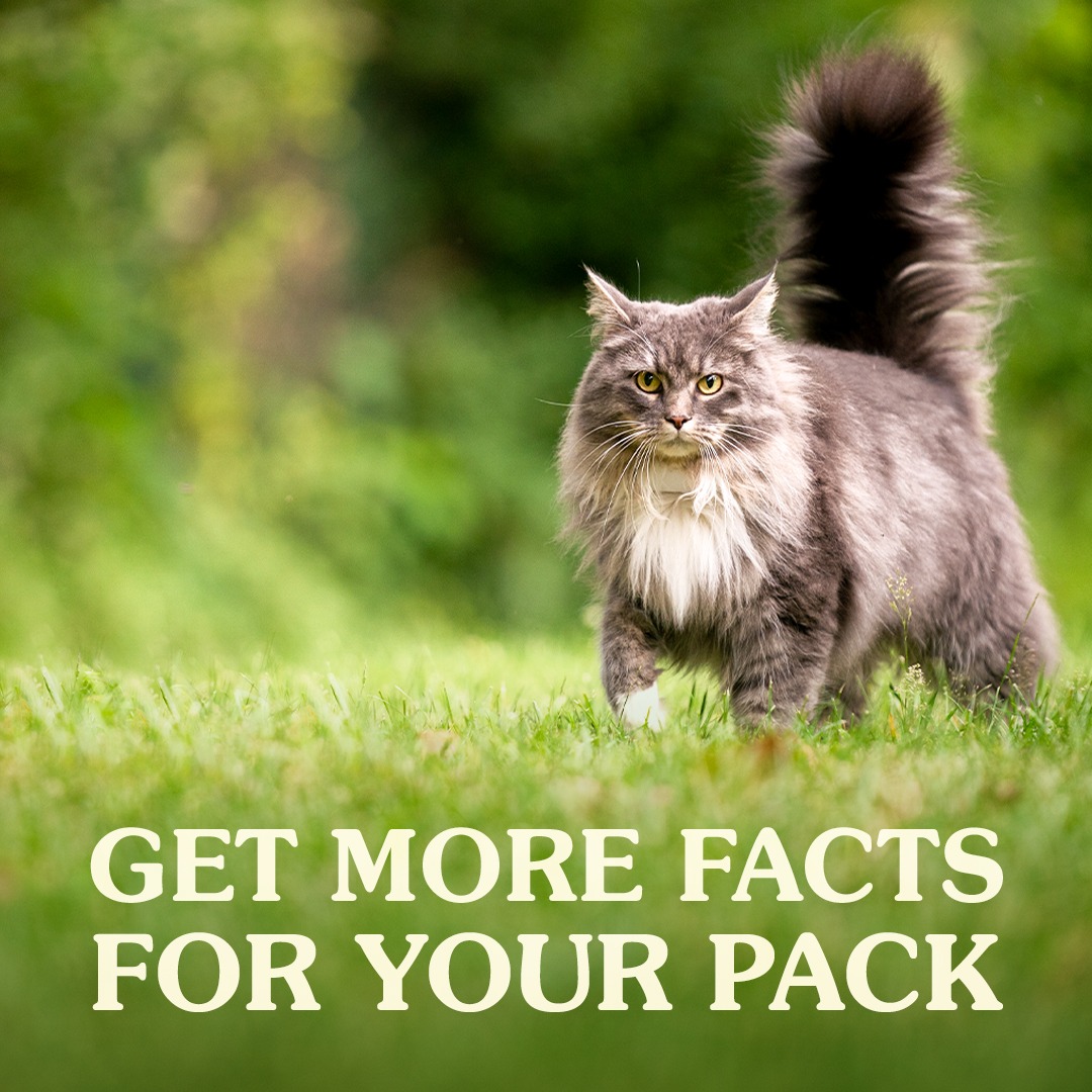 Taste of the Wild Pet Food Facebook ad: Sign Up for The Wild Report