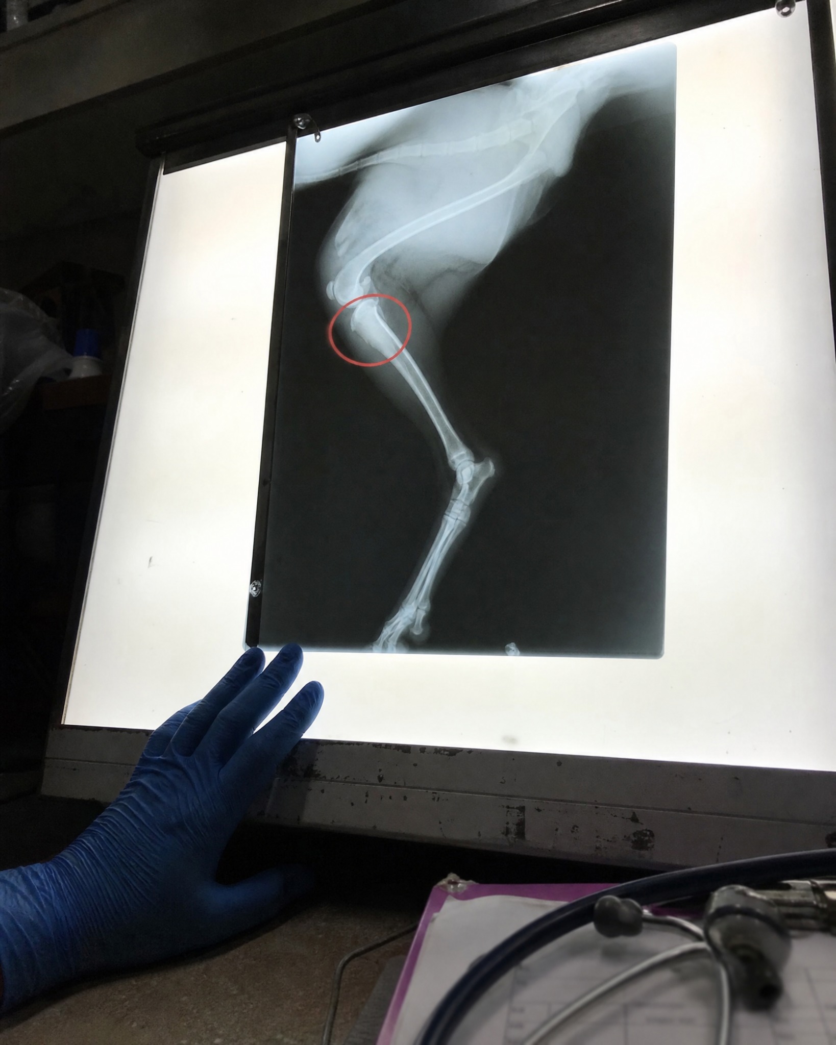 Dr Andrew Ridder Facebook ad: I’m a Vet. I Was Wrong About Glucosamine.