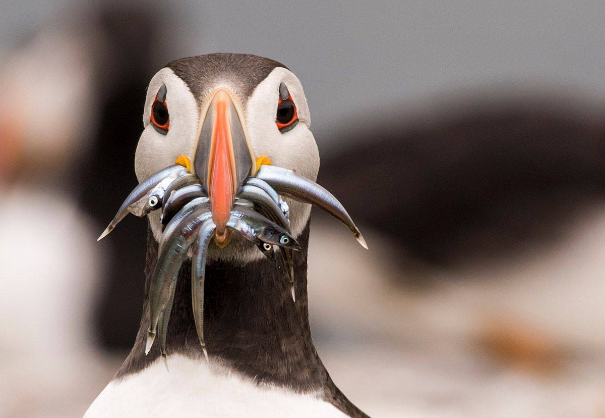 Golden Gate Farne Islands Boat Trips Facebook ad: Set sail from Seahouses, Northumberland, to discover the…