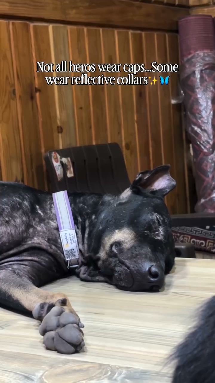 Pawsitivity Facebook ad: Smart Reflective Collar, Keep Your Dog Safe & Visible