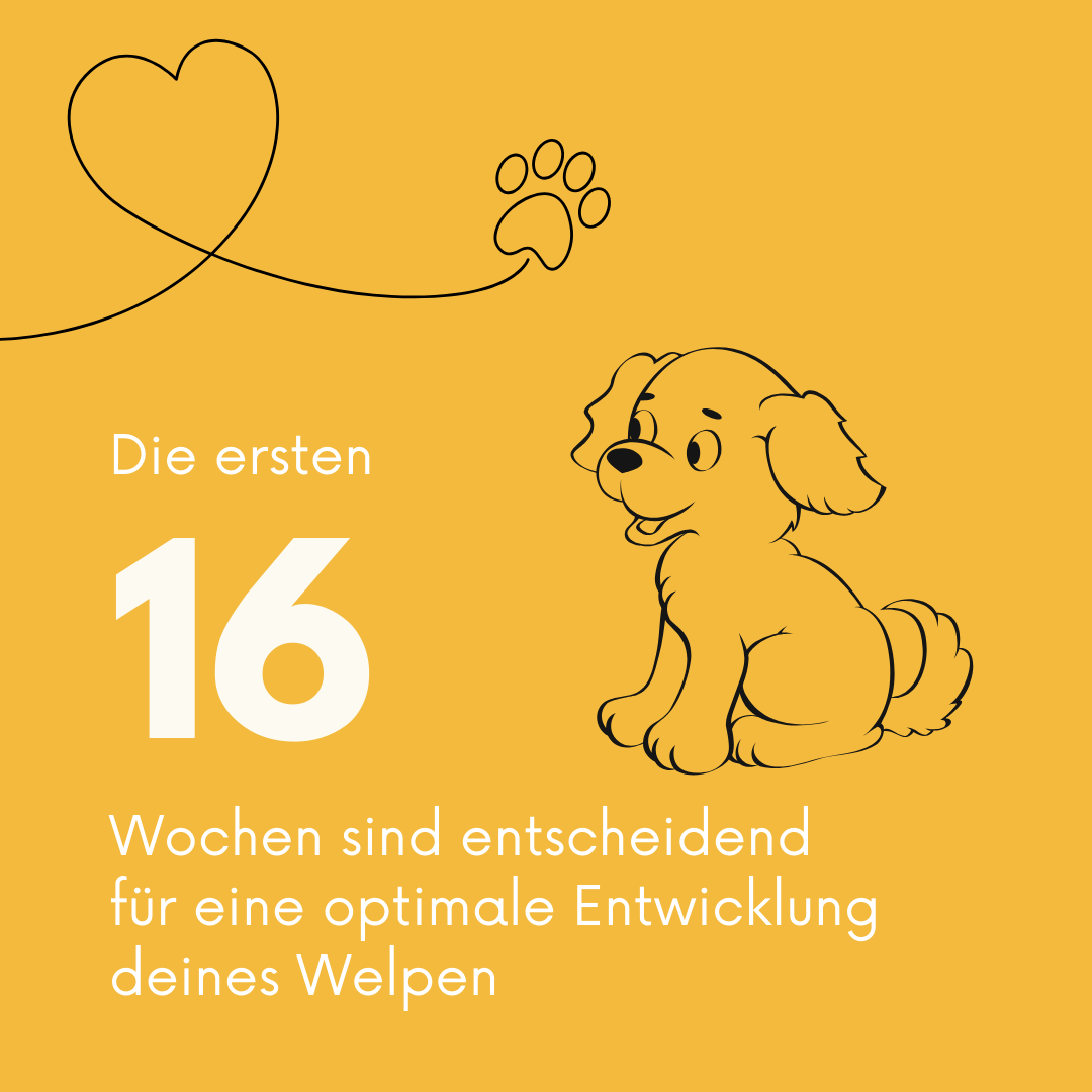 Doguniversity.de Facebook ad