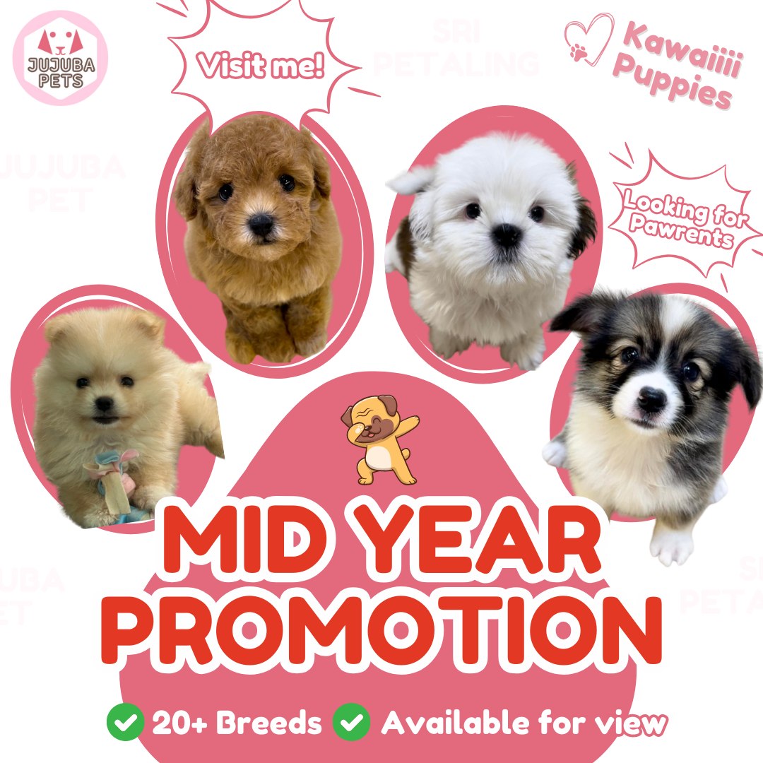 JuJuba Pets 聚聚吧 宠物宝宝の家 Facebook ad