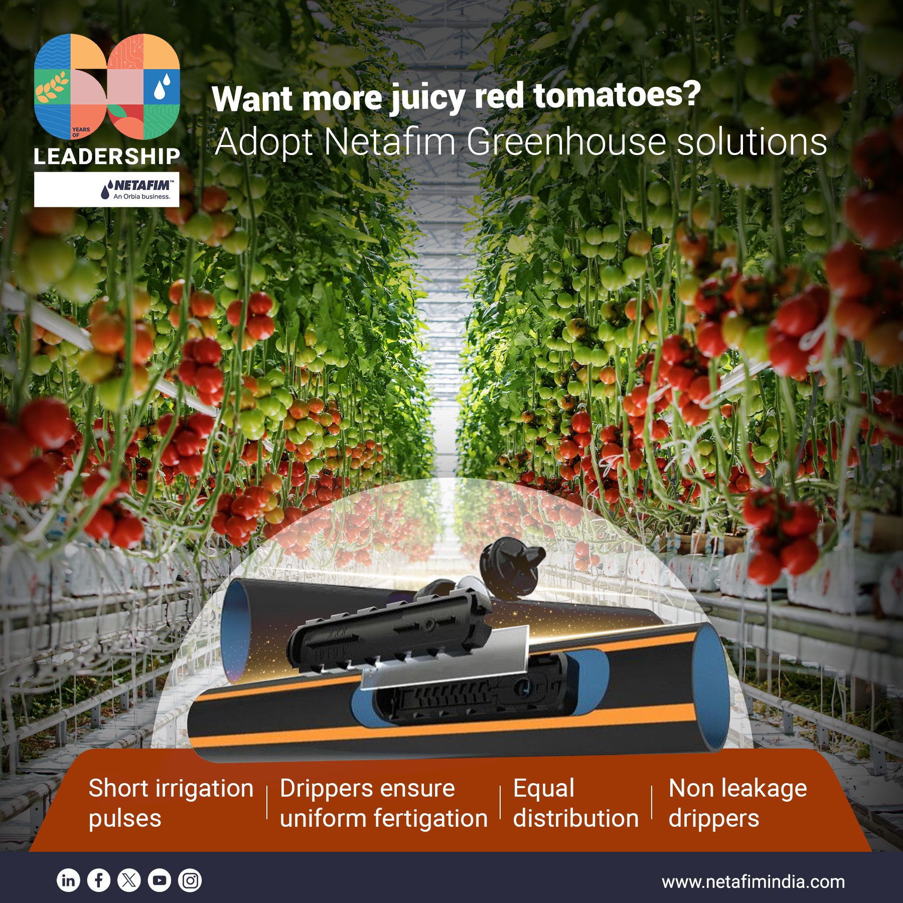 Netafim India Facebook ad: 𝐌𝐨𝐫𝐞 𝐮𝐧𝐢𝐟𝐨𝐫𝐦 𝐭𝐨𝐦𝐚𝐭𝐨𝐞𝐬.