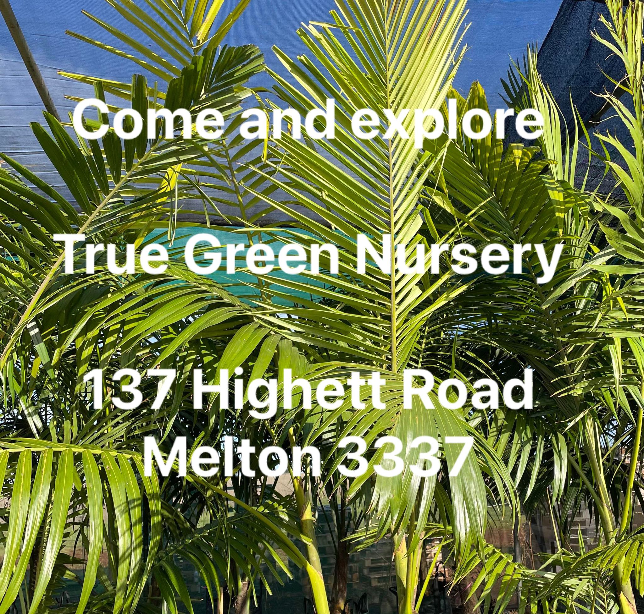 True Green Nursery Facebook ad