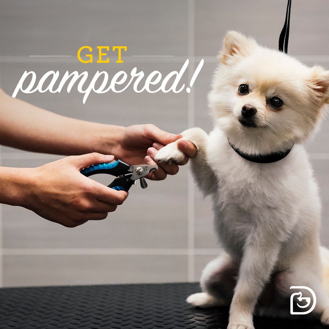 Dogtopia of Downers Grove Facebook ad: Dogtopia Dog Grooming