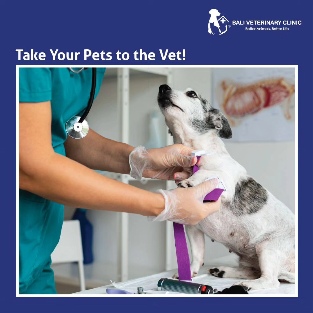 Bali Veterinary Clinic Facebook ad: We prioritize top-notch care for your beloved pets…