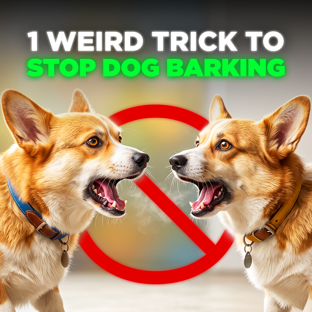 Mike James Dog Training Facebook ad