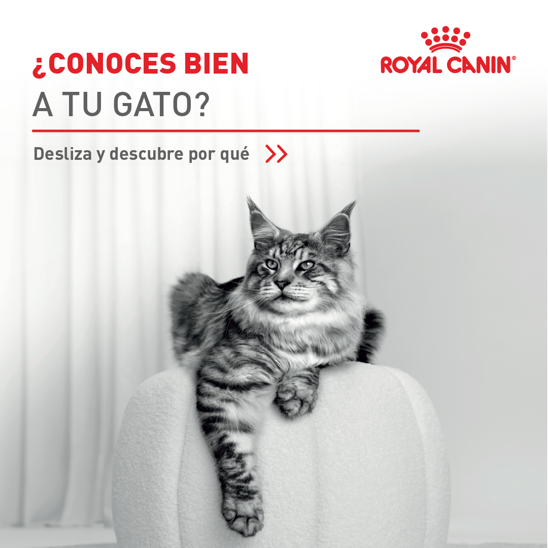 El Nuevo Día Facebook ad: En Royal Canin sabemos que cada gato es…