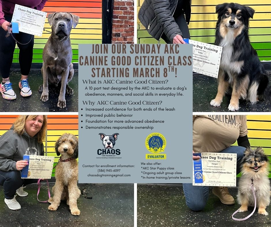 Chaos Dog Training Facebook ad: We have a couple of spots still open…