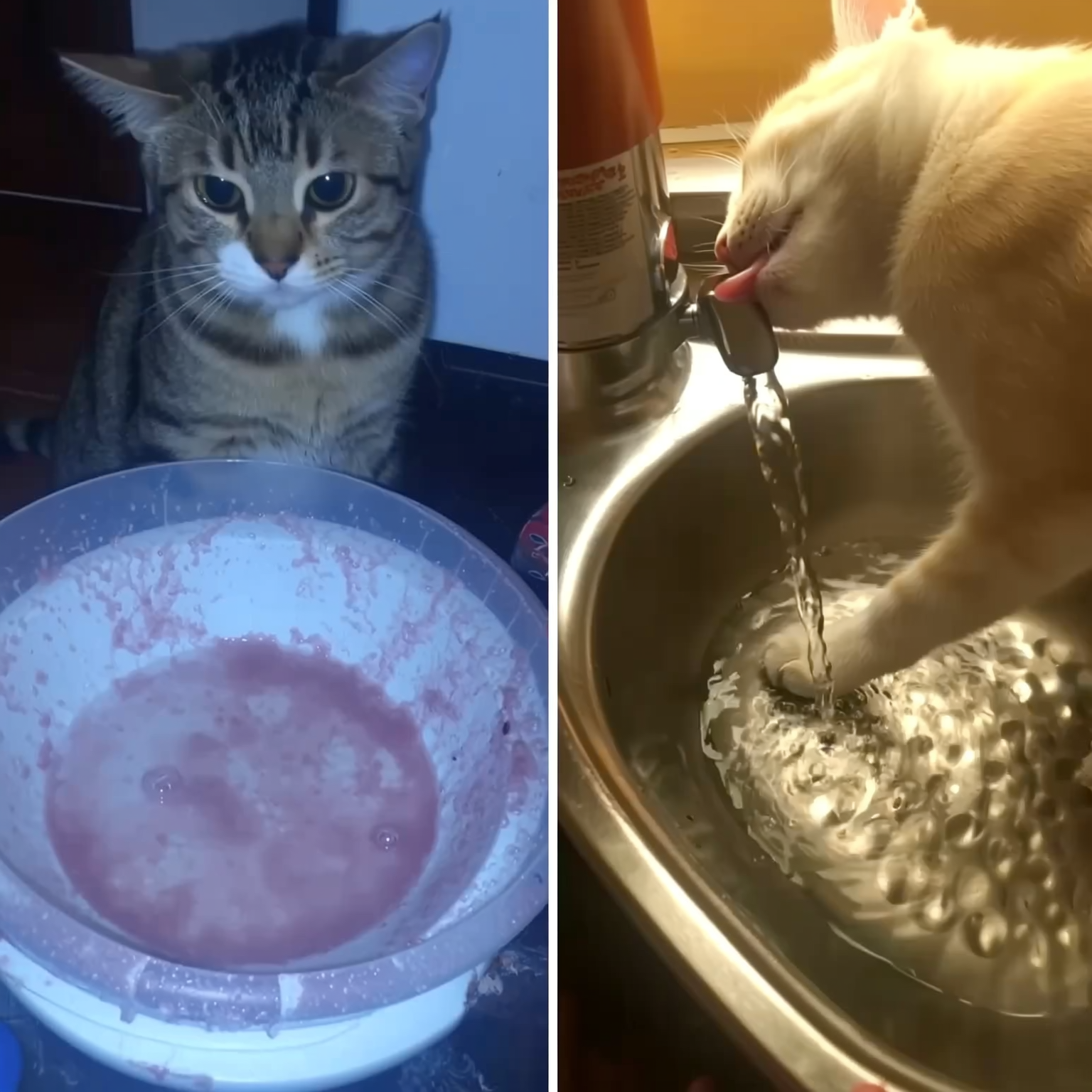 Cats Hydration Facebook ad: Lees dit als je kat wél water heeft staan, maar bijna niet…