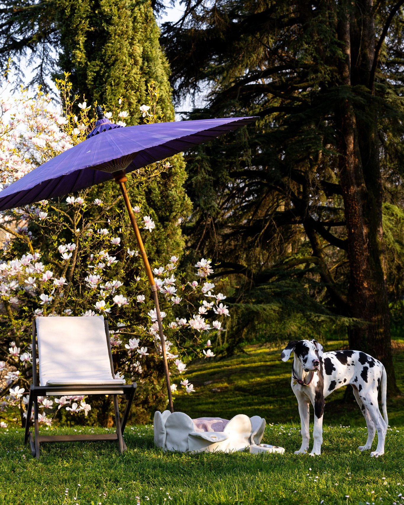 Ciucupet Facebook ad: Exclusive leather dog accessories, made in Italy