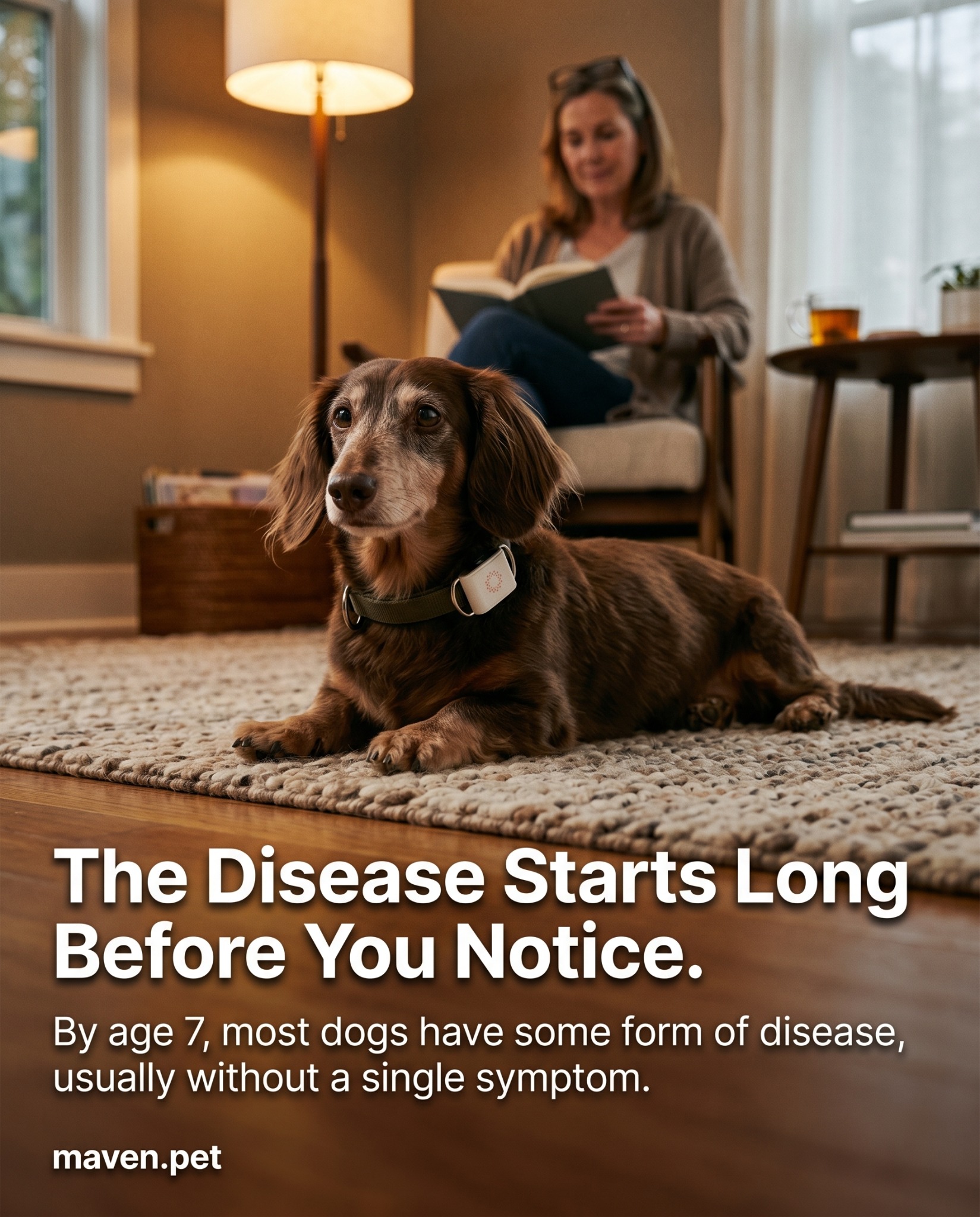 Maven Pet Facebook ad